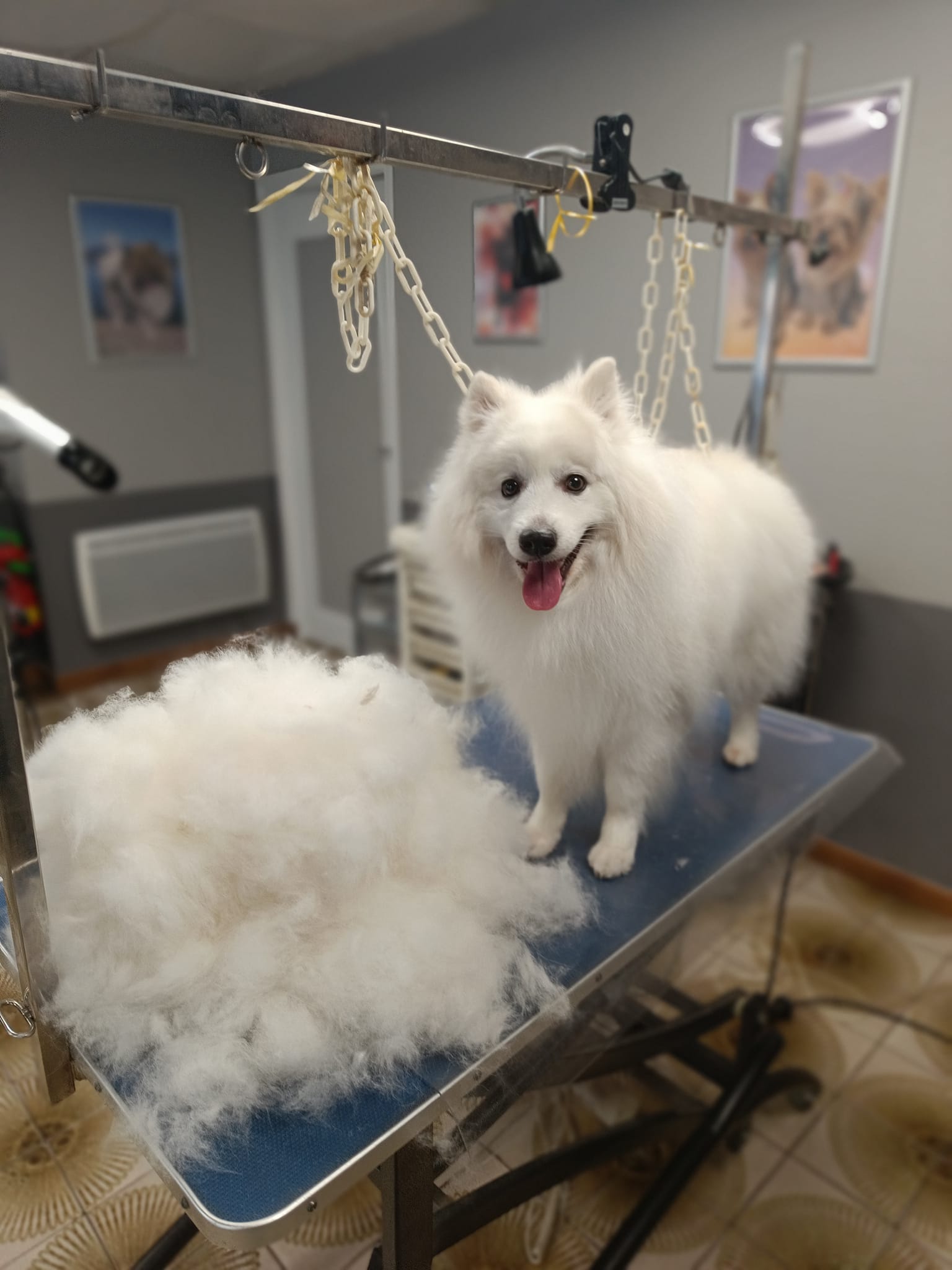 La Cabotière - Toilettage chiens