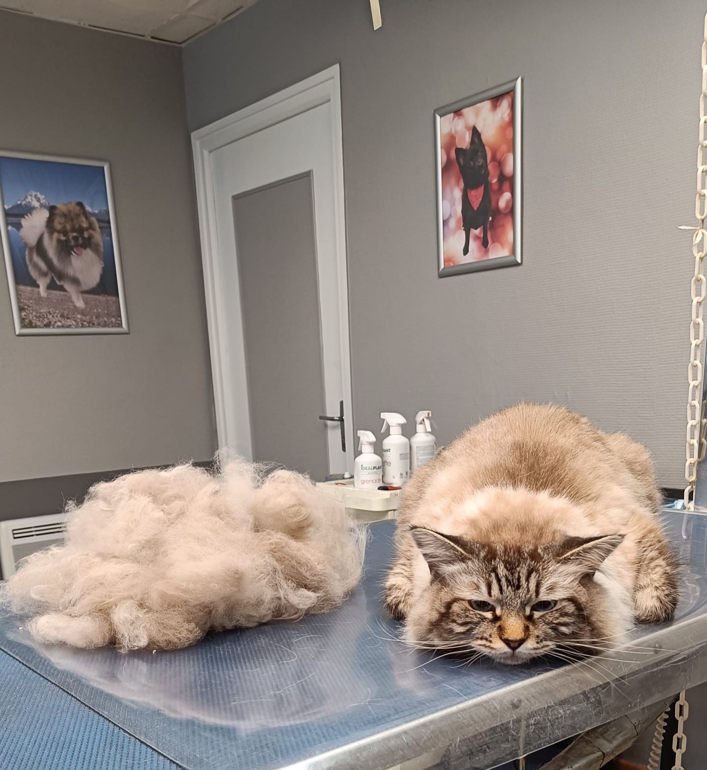La Cabotière - Toilettage chats